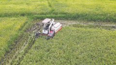 <b>村党支部、新罗区厦兴源水稻种植合做社理事长</b> 